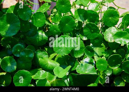 Close-up view of water pennywort leaf growing in the vegetable garden Stock Photo