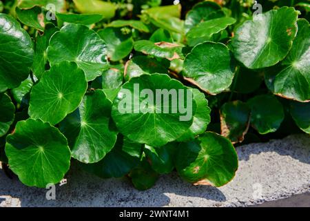 Close-up view of water pennywort leaf growing in the vegetable garden Stock Photo