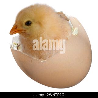 Buff Orpington chicken chick that is bright gold just coming out of an eggs. Stock Photo