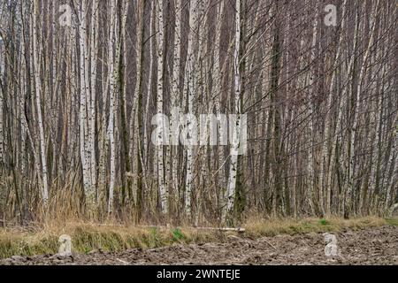 Birch trees trunks Betula veruccosa pendula Stock Photo
