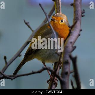 The European robin, known simply as the robin or robin redbreast in Great Britain and Ireland. Stock Photo