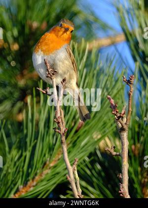 The European robin, known simply as the robin or robin redbreast in Great Britain and Ireland. Stock Photo