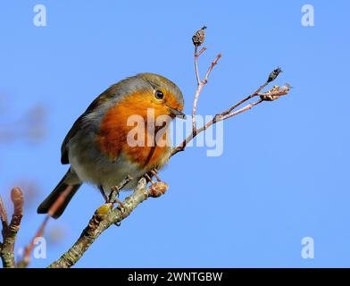 The European robin, known simply as the robin or robin redbreast in Great Britain and Ireland. Stock Photo