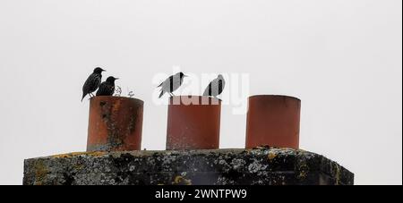 birds perched on top of a chimney Stock Photo