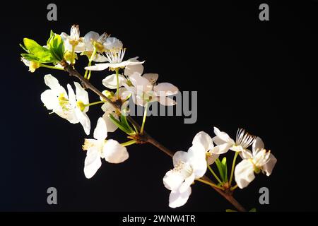 Bird cherry or cherry flowers on a black background. Close-up of a beautiful branch with white flowers. Bright spring bouquet. Prunus padus, known as Stock Photo