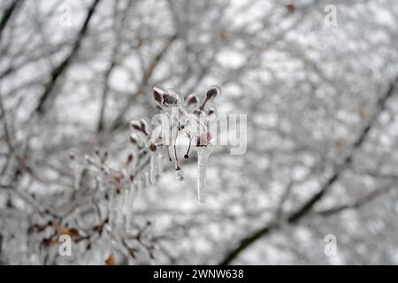 Tree branches after a winter freezing rain storm forming icicles on the branches. Stock Photo
