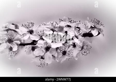 Bird cherry, cherry or sweet cherry flowers on a white background. Spring flowers on a plain white sheet of paper. One branch with many flowers Stock Photo