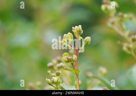 Lagerstroemia indica (crape myrtle, crepe myrtle, queen crape myrtle, bungur, jarul, banaba) flower Stock Photo