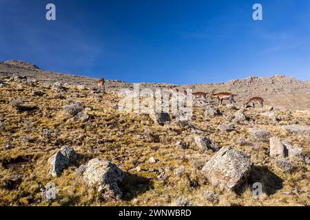 Very rare Walia ibex, (Capra walie), rarest ibex in world. Only about 500 individuals survived in Simien Mountains in Northern Ethiopia, Africa Stock Photo