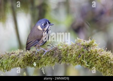 Crescent-faced Antpitta in Colombia South America Stock Photo