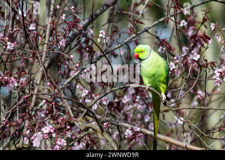 Ring-necked Parakeet in Cherry Tree Stock Photo