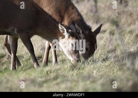 Close-Up Image of Heads and Shoulders of Two Red Deer Does (Cervus elaphus) Grazing in Right-Profile, Left of Image, with Sunlit Eyes on Camera, UK Stock Photo