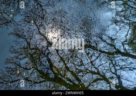 Silhouettes of trees reflected on the water of a pond Stock Photo