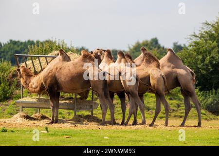 Group of Camels feeding on Hay Stock Photo
