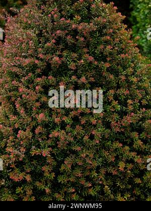 Closeup of the rusty brown and green leaves of the evergreen low growing dwarf conifer podocarpus young rusty. Stock Photo