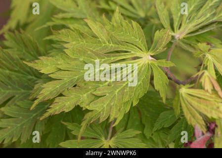 Deeply divided green and red tinted leaves of an ornamental Japanese maple (Acer palmatum) a container grown garden ornamental, Berkshire, June Stock Photo