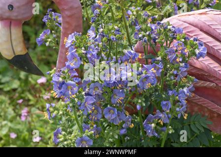 Jacob's ladder (Polemonium caeruleum) hardy perennial blue flowering plant with a gardn ornamental flamingo, Berkshire, June Stock Photo