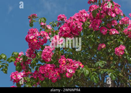 Rosa 'American Pillar', a vigorous climbing rose with deep pink, single flowers with a white and yellow centre against a blue sky, Berkshire, June Stock Photo