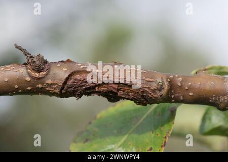 Apple canker (Neonectria ditissima) lesion on an apple (Malus domestica) causing severe damage and death to the lower part of the branch, Berkshire, A Stock Photo