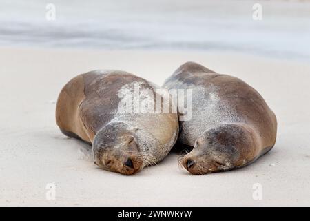 Sea Lion Couple Cuddles on a Sandy White Beach, galapagos ecuador. Stock Photo