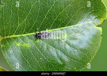 Ladybug larva hunting for Pear grass aphid (Melanaphis pyraria). A colony of wingless insects on pear leaf and shoots. Stock Photo