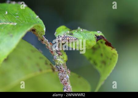 Wingless Ladybug Ladybug larva hunting for Pear grass aphid (Melanaphis pyraria). A ...