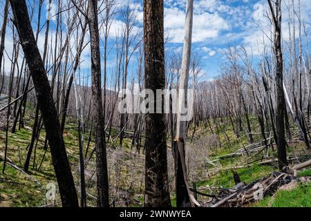 Trees burnt in a bush fire, Dead Horse Gap, New South Wales, Australia Stock Photo
