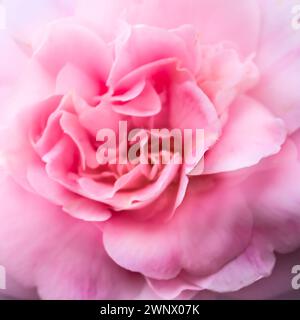 London, UK, 1 March 2024:  Unfocused close up rose flower, soft and delicate floral background, double exposure 11 Stock Photo