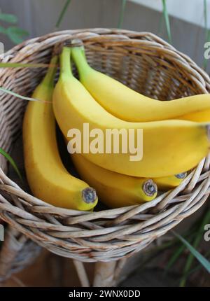 Closeup View Of Whole Juicy Bananas Bunch In Rattan Pot Stock Photo