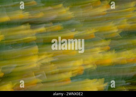 Yellow trails the image are created with ICM (Intentional Camera Movement) from forsythia flowers Stock Photo