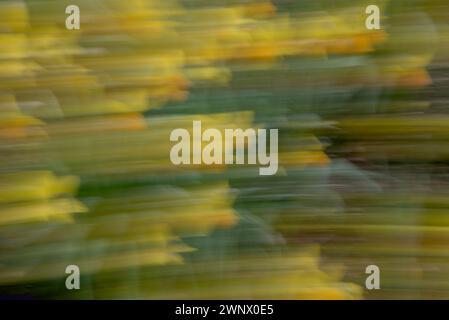 Yellow trails the image are created with ICM (Intentional Camera Movement) from forsythia flowers Stock Photo