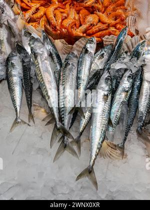 Fresh mackerel displayed on crushed ice with shrimp in background on fishmonger's counter Stock Photo