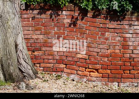 Tree Roots Causing Damage To A Victorian Brick Wall To Contort And Bend, Christchurch UK Stock Photo