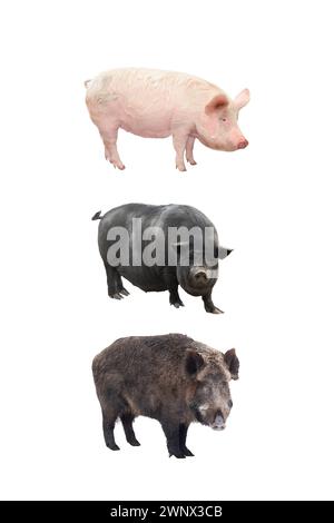 pig  a on white background Stock Photo