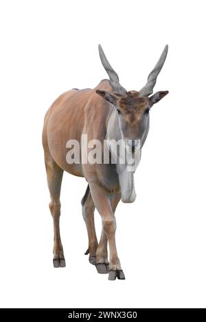 antelope canna isolated on a white background Stock Photo