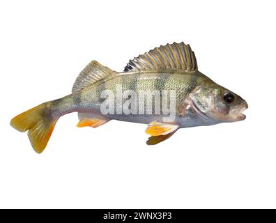 Perch fish isolated on white background Stock Photo
