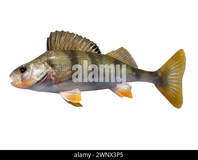 Perch fish isolated on white background Stock Photo
