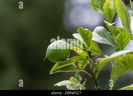 Citrus aurantiifolia, green lime lemon handing on a bush branch. Lime tree, fruit of a citrus plant close up. harvest time. South Africa garden plant Stock Photo