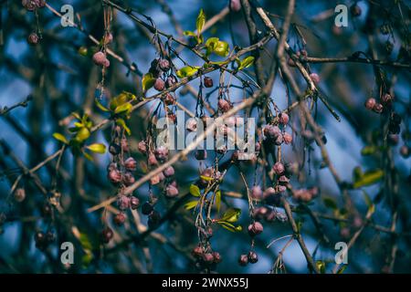 Hawthron berries on tree, Budapest, Hungary (Crataegus) Stock Photo