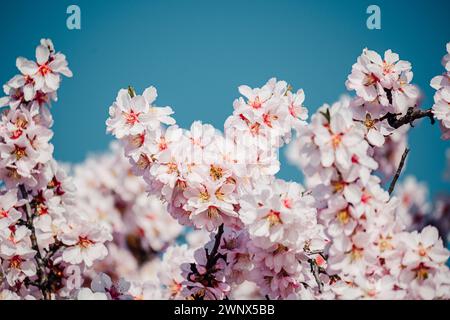 Flowering almond tree in early spring, Gellért Hill, Budapest, Hungary (Prunus dulcis) Stock Photo