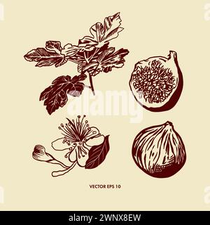 Fig graphics, fruit, twig, flower. Vector illustration in botanical style. Design element for food, cosmetics, cards, flyers, banners, posters, covers Stock Vector