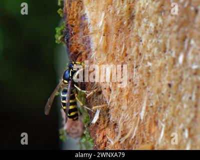 Median wasp (Dolichovespula media) feeding on sugary sap from the inner bark phloem layer exposed in sawn logs from a recently fallen Willow tree, UK. Stock Photo