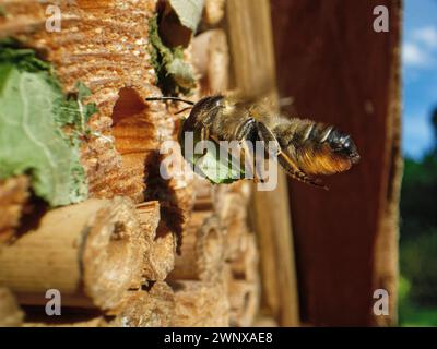 Wood-carving leafcutter bee Megachile ligniseca, female flying towards an insect hotel with a leaf to seal her nest in a drilled hole, Wiltshire, UK. Stock Photo