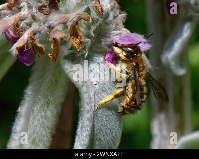 Wool carder bee (Anthidium manicatum) male nectaring from Lamb’s ear (Stachys byzantina) flowers in a garden flowerbed, Wiltshire, UK, July. Stock Photo