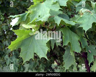 Big green maple leaves on tree branches in the deep deciduous forest close up view Stock Photo