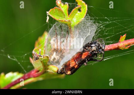 Common garden spider'Araneus diadematus'  commonly called the European garden spider, cross orbweaver, diadem spider, orangie, cross spider, crowned o Stock Photo