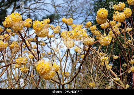 Yellow Edgeworthia chrysantha ÔGrandifloraÕ, also known as Japanese Paperbush or Worthingtonia, in flower. Stock Photo