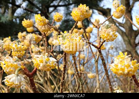 Yellow Edgeworthia chrysantha ÔGrandifloraÕ, also known as Japanese Paperbush or Worthingtonia, in flower. Stock Photo