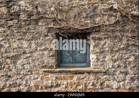 Blue window on stone wall covered in roots Yorkshire Dales England Stock Photo