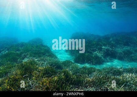 Sunlight underwater on a seabed with seagrass and sand in the Mediterranean sea, natural scene, Costa Brava, Spain Stock Photo